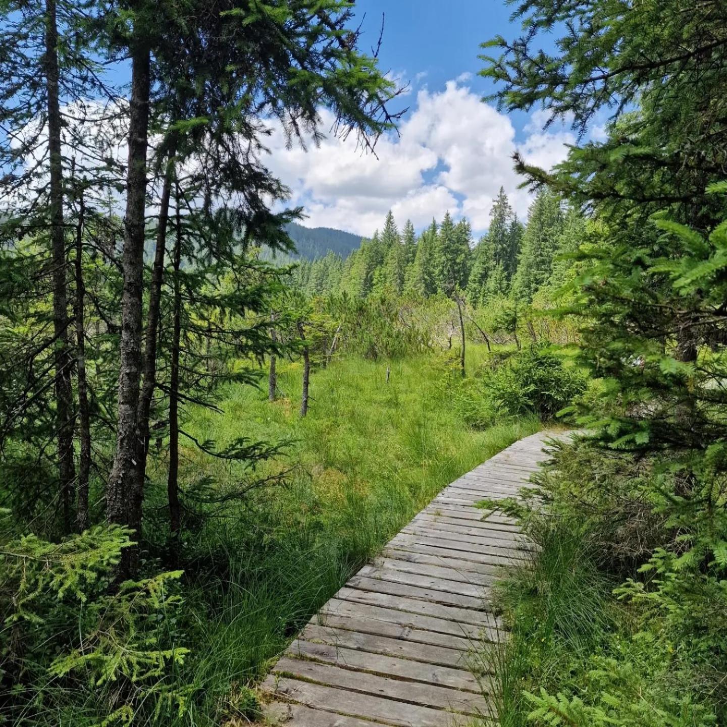 Forest Apartments Pokljuka Zgornje Gorje Buitenkant foto